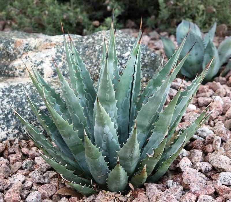 多肉植物　発根済み　アガベ・マッケルベヤナ（Agave mckelveyana） Amazon.co.jp: 超 アガべ！アガベ マッケルベヤナ ！ Agave